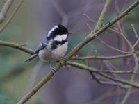 Zwarte mees / Parus ater