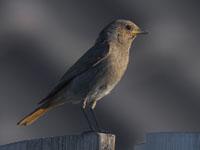 Zwarte roodstaart / Phoenicurus ochruros