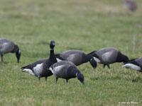 Zwarte rotgans / Branta bernicla nigricans