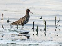 Zwarte ruiter / Tringa erythropus