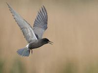 Zwarte stern / Chlidonias niger