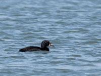 Zwarte zee-eend / Melanitta nigra