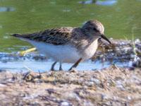 Temmincks strandloper