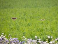 Kwartel / Coturnix coturnix