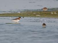 20130607 Grauwe franjepoot