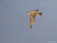 20110608 Oeverzwaluw