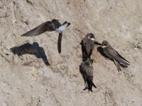 20120430 Oeverzwaluw