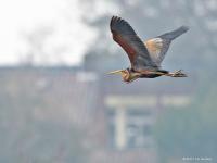 20130410 Purperreiger