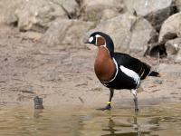 20130331 Roodhalsgans