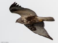 20190114 Ruigpootbuizerd