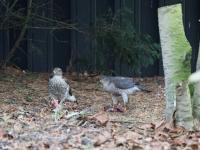 Tuin / 20181225 en 20191221 / vrouwtje / eerstejaars en meerjaars