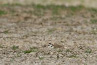 20140503 Strandplevier