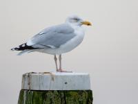 20140118 Zilvermeeuw