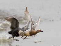 20120517 Zomertaling