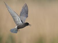 20120522 Zwarte stern