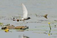 20120522 Zwarte stern