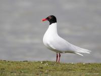 20160415 Zwartkopmeeuw