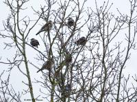 Kramsvogel Pannenhoef 20200205