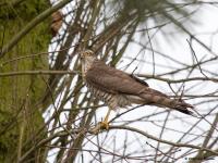 Sperwer Turfstraat Sprundel 20200204