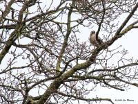 Gaai 20200314 De Krochten