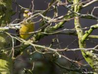 Groenling Tuin 20200219