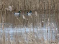 Wilde eend 20200314 De Krochten