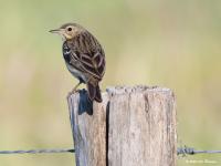 Boompieper  20200515  Pannenhoef