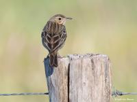 Boompieper  20200515  Pannenhoef