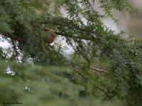 Goudhaan 20200316 Dingeind