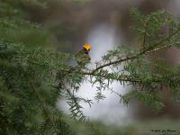 Goudhaan 20200316 Dingeind