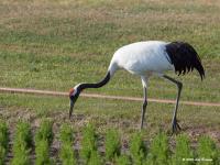 Japanse kraanvogel  20200521  Wernhoutsburg
