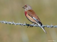 Kneu  20200519  Zeeland Wissekerken