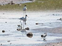 Kluut  20200519  Zeeland Bergse sluis