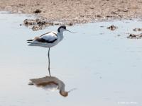 Kluut  20200519  Zeeland Bergse sluis