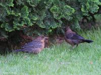 Merel  20200602  Tuin