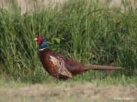 Fazant  20200519  Colijnsplaat