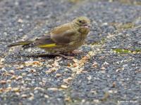 Groenling  20200725  Tuin