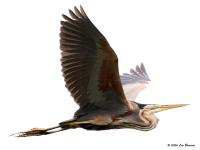 Purperreiger  20200727  Lexmond Zouweboezem