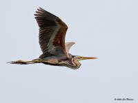 Purperreiger  20200727  Lexmond Zouweboezem