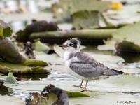 Zwarte stern  20200727  Lexmond Zouweboezem