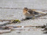 Frater  20111231  Oesterdam