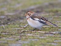 Sneeuwgors  20111224  Oesterdam