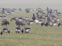 Witbuikrotgans  20210303  Tholen