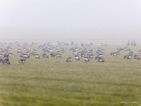 Witbuikrotgans  20210303  Tholen