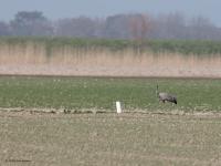 Kraanvogel  20210331  Visschershoek