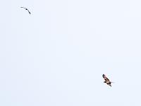 Rode wouw  20210414  Zundert Eldertstraat