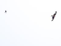 Rode wouw  20210414  Zundert Eldertstraat