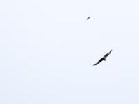 Rode wouw  20210414  Zundert Eldertstraat