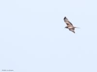 Rode wouw  20210414  Zundert Eldertstraat