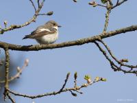 Bonte vliegenvanger  20210424  Zundert De Reten